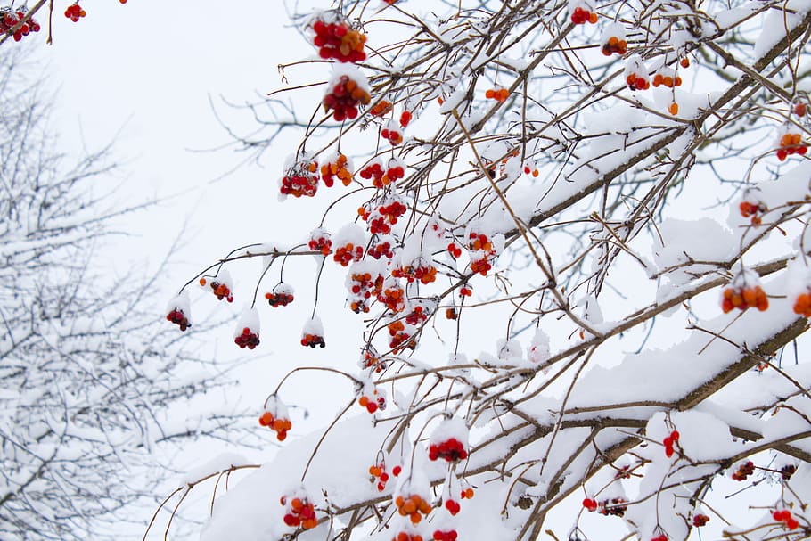 Low Angle Shot of Leafless Tree With Orange Flowers, branches HD wallpaper