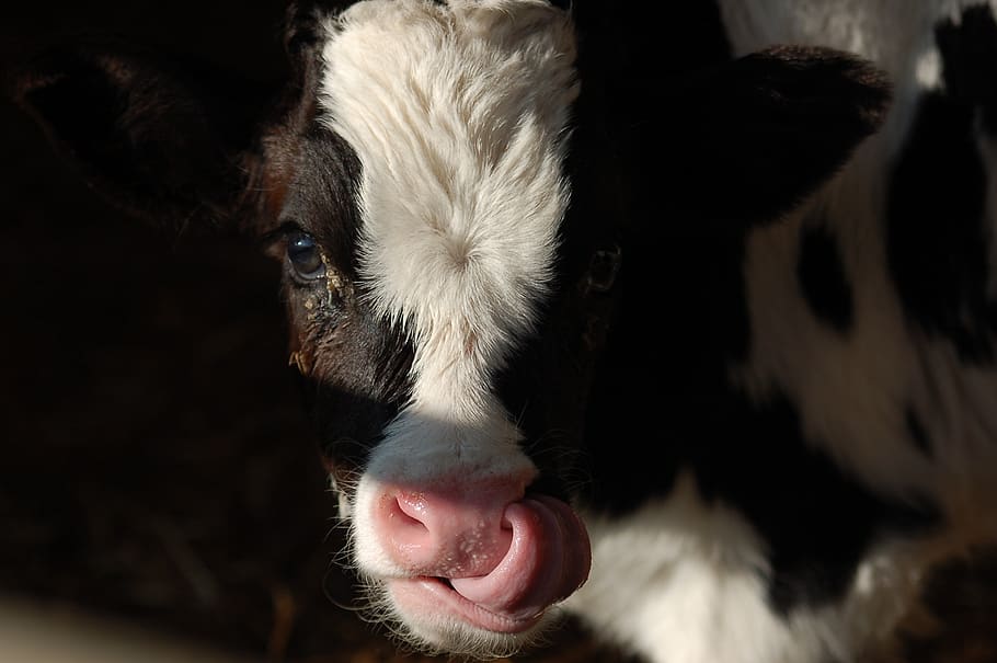 calf, language, livestock, mammal, domestic animals, animal themes, HD wallpaper