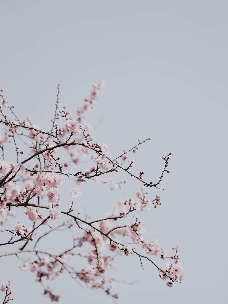 pink flowers, plant, tree, branch, flowering plant, beauty in nature HD wallpaper