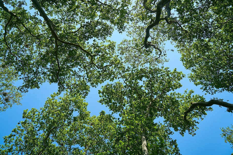 Green Tree Under Sky, beautiful, blue sky, branches, bright, environment, HD wallpaper