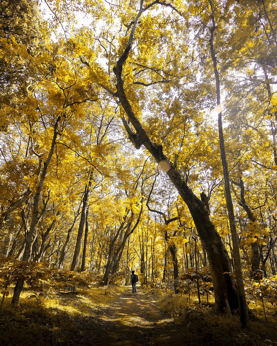 Photo of Forest During Fall Season, 4k wallpaper, branches, bright HD wallpaper
