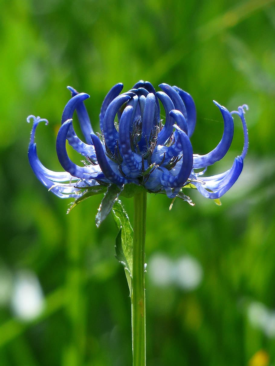Close Photo of Blue Petaled Flower, bloom, blossom, close-up HD wallpaper