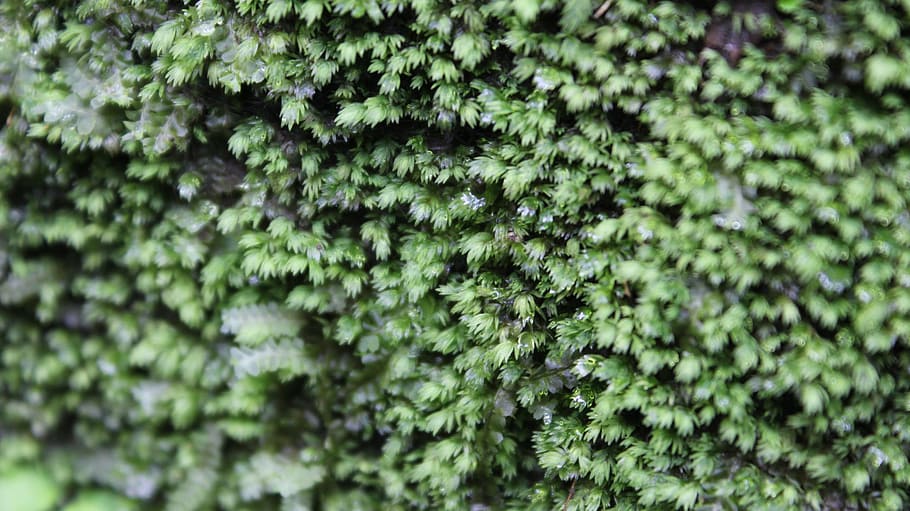 tree, grass, plant, leaf, flower, moss, green, botany, flora HD wallpaper