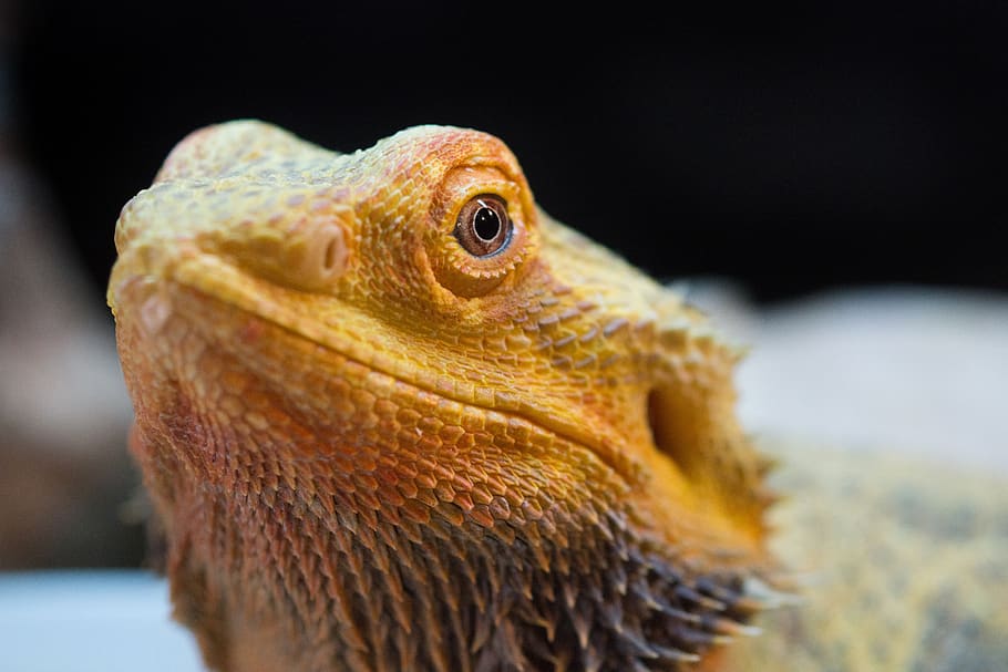 lizard, pet, bearded dragon, scaly, exotic, reptile, animal HD wallpaper