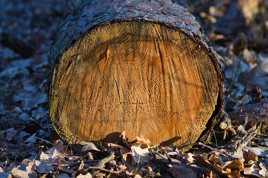 log, annual rings, texture, forest, grain, wood grain, tree bark, HD wallpaper