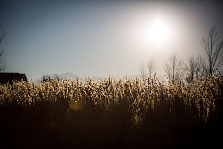 wheat, sun, sky, landscape, plant, nature, sunlight, tranquility HD wallpaper