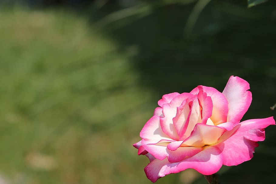 white pink rose, flower, spring, bloom, romantic, petals, colorful HD wallpaper
