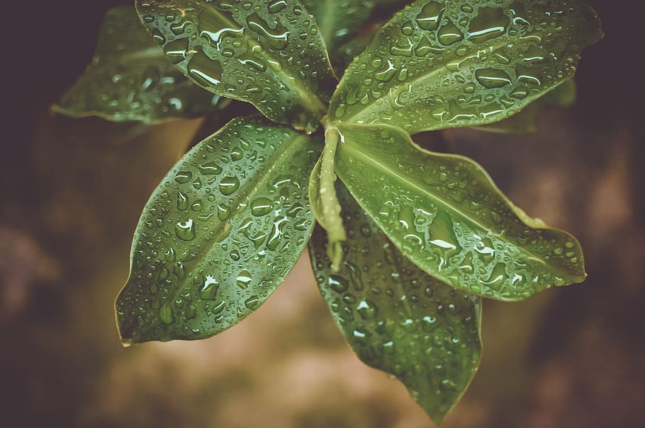 Microshot Photography on Green Plant, close-up, dew, diet, drops