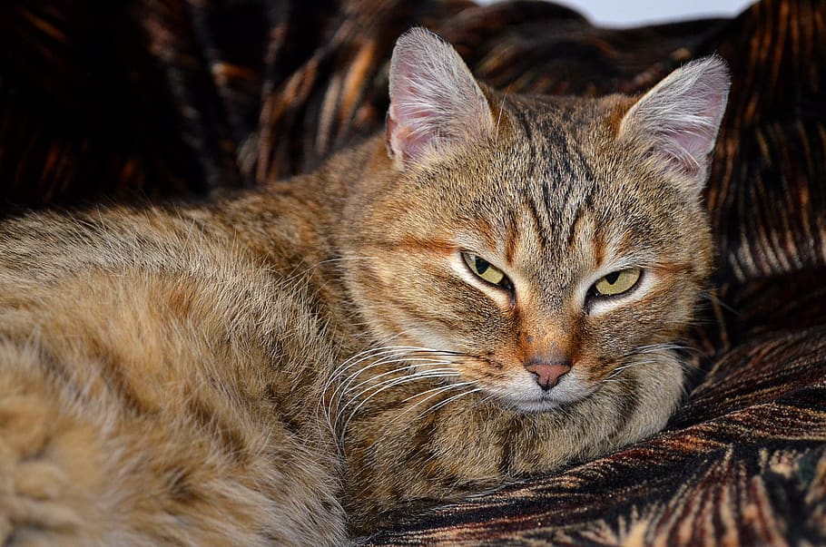 cat, home, cute, pet, animals, redhead, view, fur, handsome man HD wallpaper