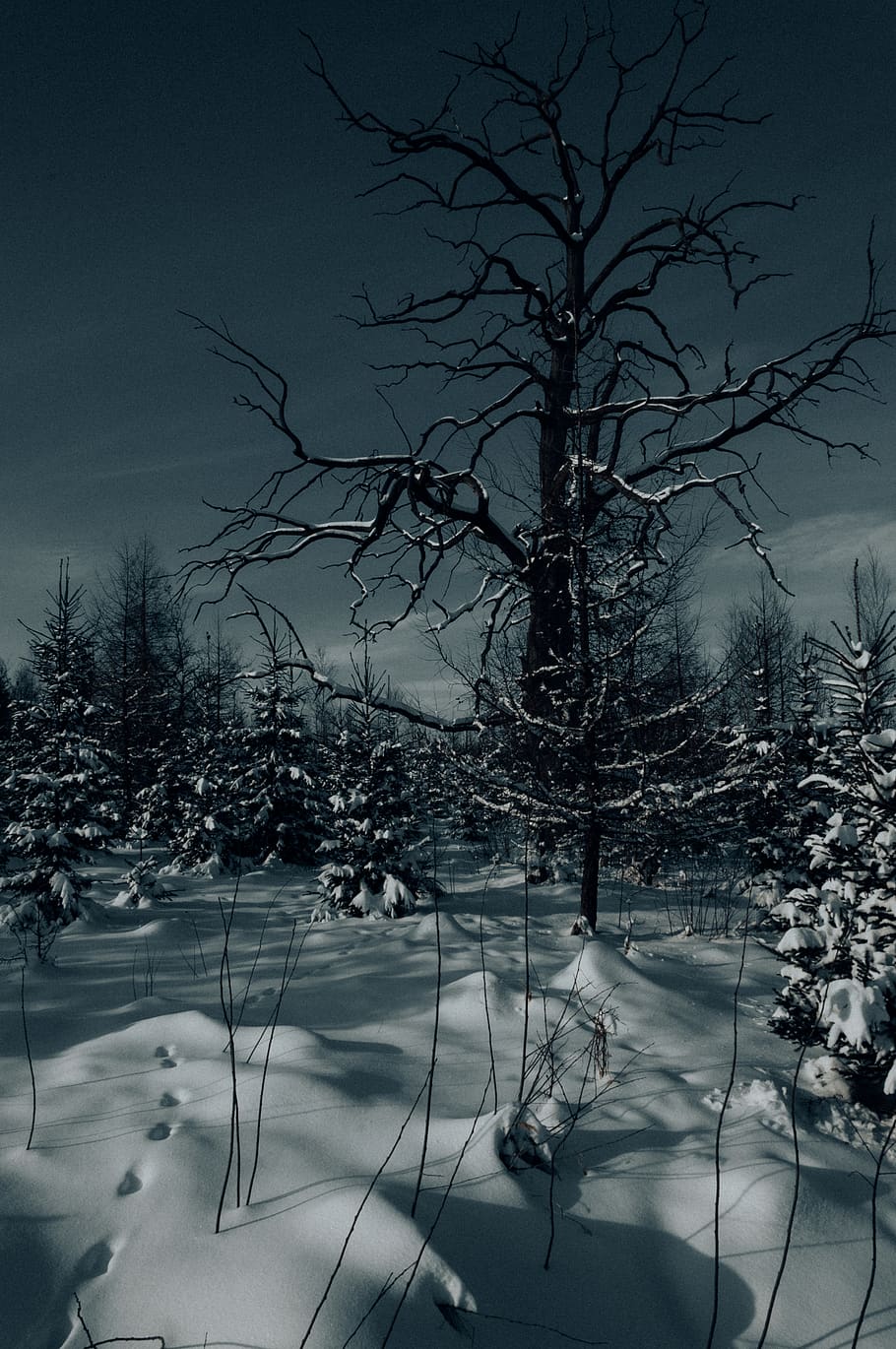 trees and snowfield, nature, outdoors, plant, fir, abies, storozhynets HD wallpaper