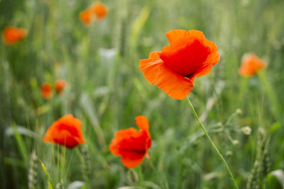 Orange Petaled Flowers, bloom, blooming, blossom, blurred background HD wallpaper