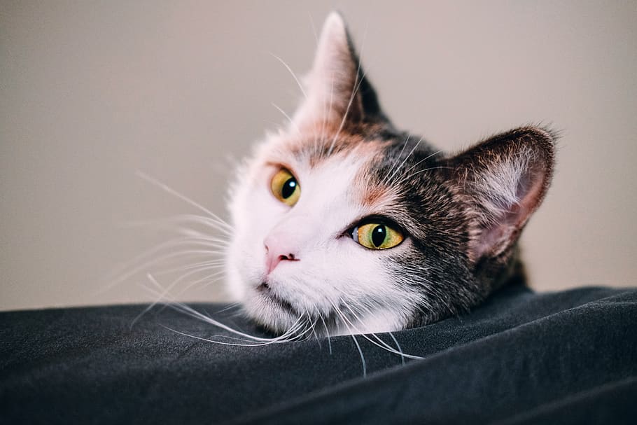 cat in bed, pets, domestic, domestic animals, domestic cat, one animal HD wallpaper