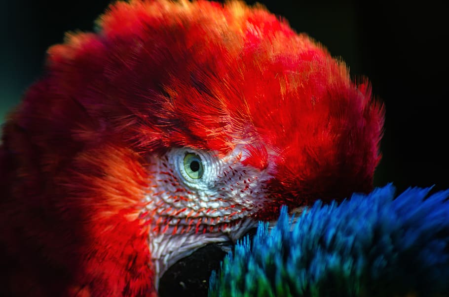 parrot, red, eye, feathers, bright, colorful, plumage, tropical HD wallpaper