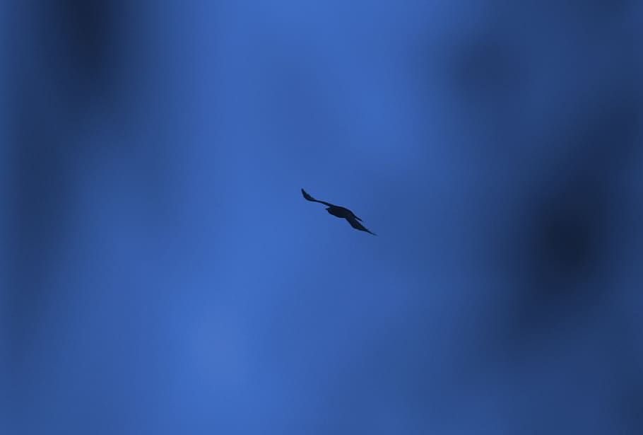 crow, raven, bird, sky, animal, animal wildlife, vertebrate HD wallpaper