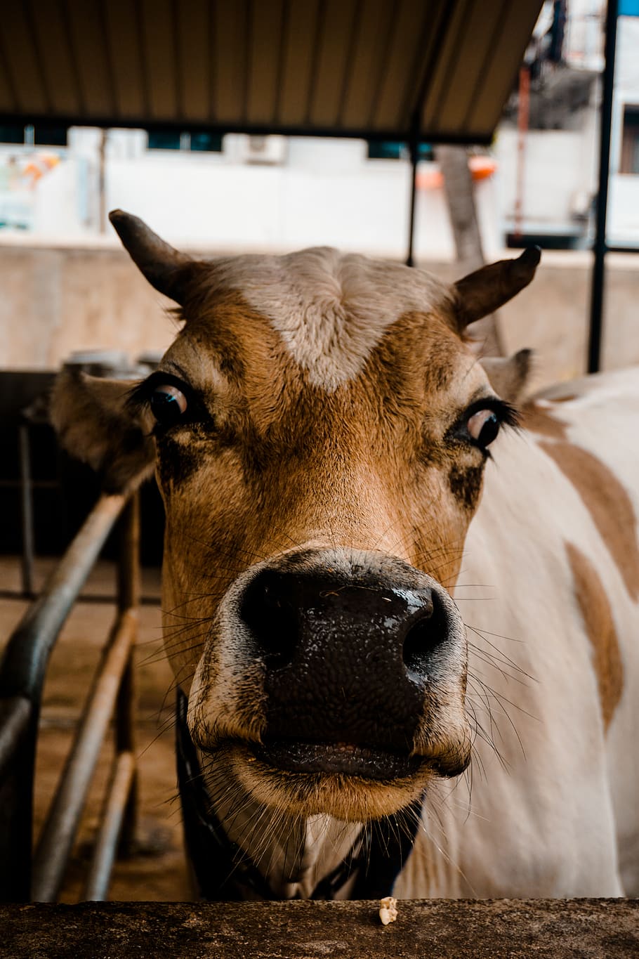 brown and white cow, animal, cattle, mammal, shock, surprised