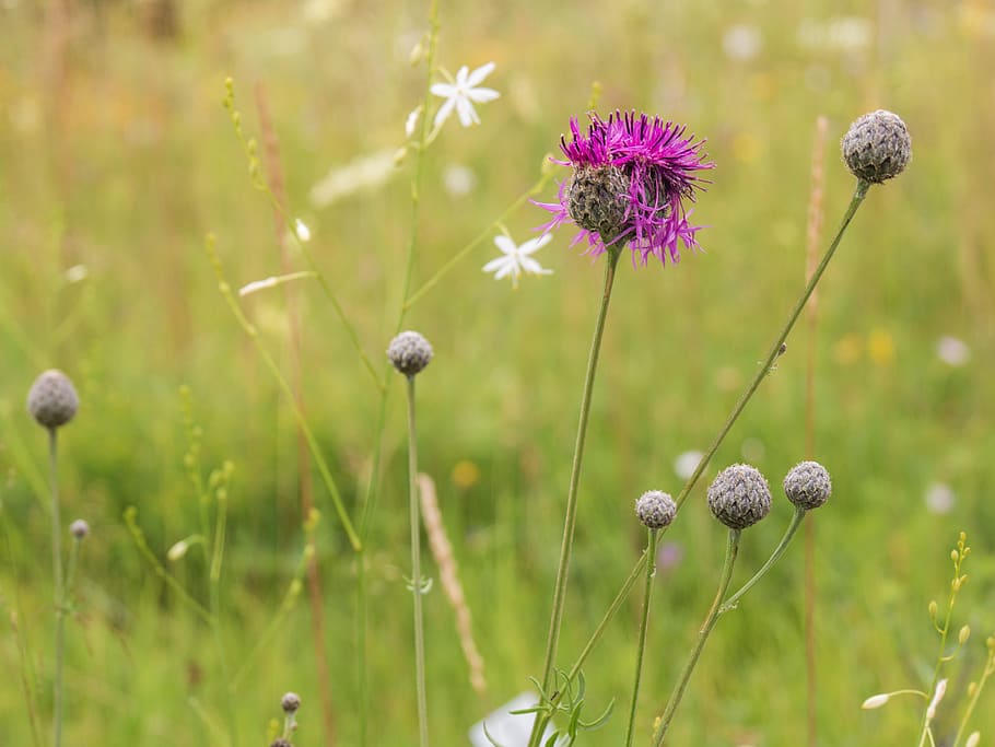 flower, meadow, flora, grass, summer, flowering plant, growth HD wallpaper