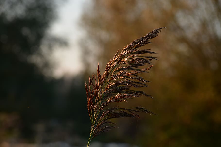 france, clairmarais, sunset, light, autumn, grass, plant, nature HD wallpaper