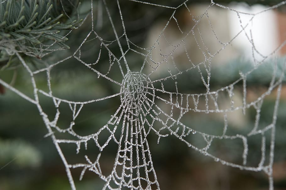 cobweb, hoarfrost, drip, spider web, focus on foreground, fragility HD wallpaper