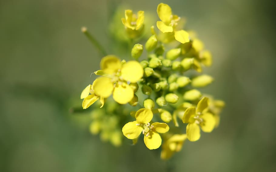 flora, fauna, macro, bokeh, nature, leaves, flowers, garden HD wallpaper