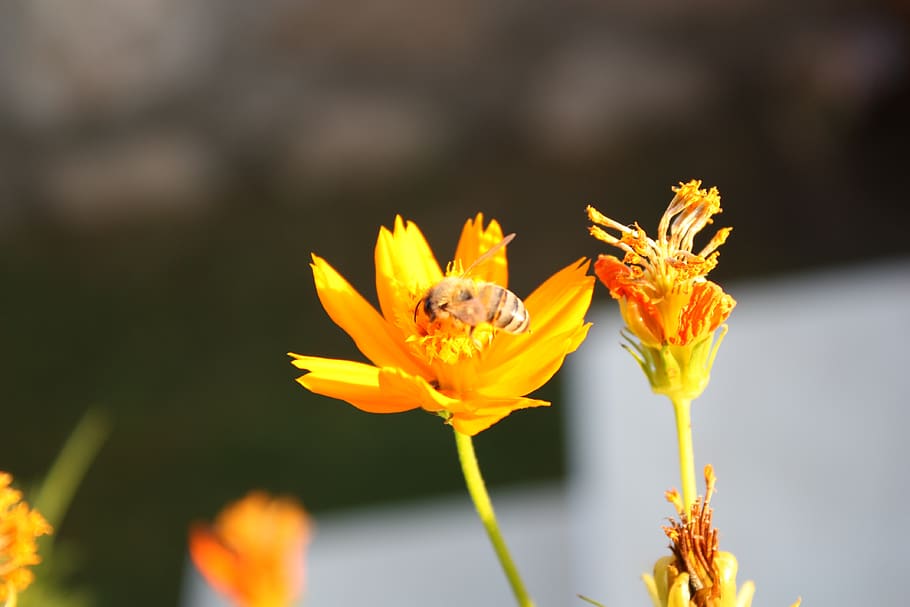 bee, flower, insect, pollen, blossom, bloom, garden, nature HD wallpaper