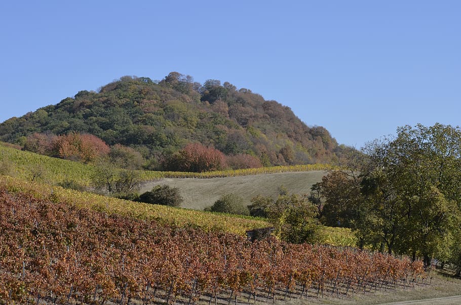 hill, forest, landscape, nature, wine, agriculture, autumn HD wallpaper
