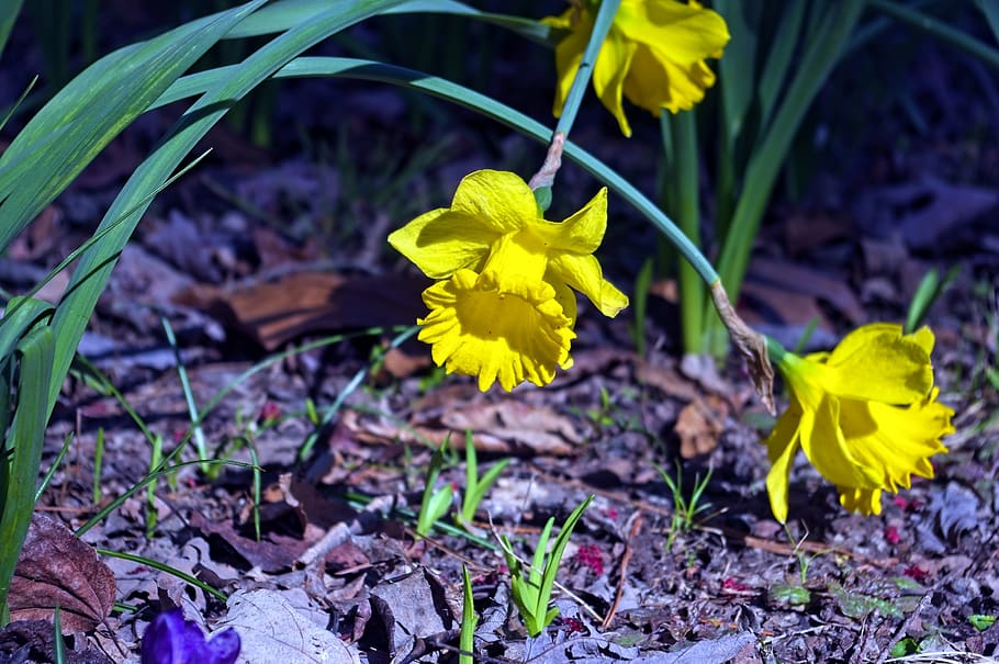 Free download | HD wallpaper: arkansas narcissus, garden, bloom, plant ...