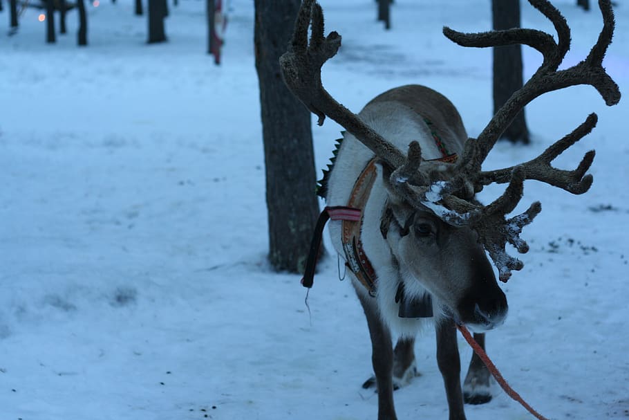 reindeer, ice, snow, winter, cold temperature, one animal, mammal HD wallpaper