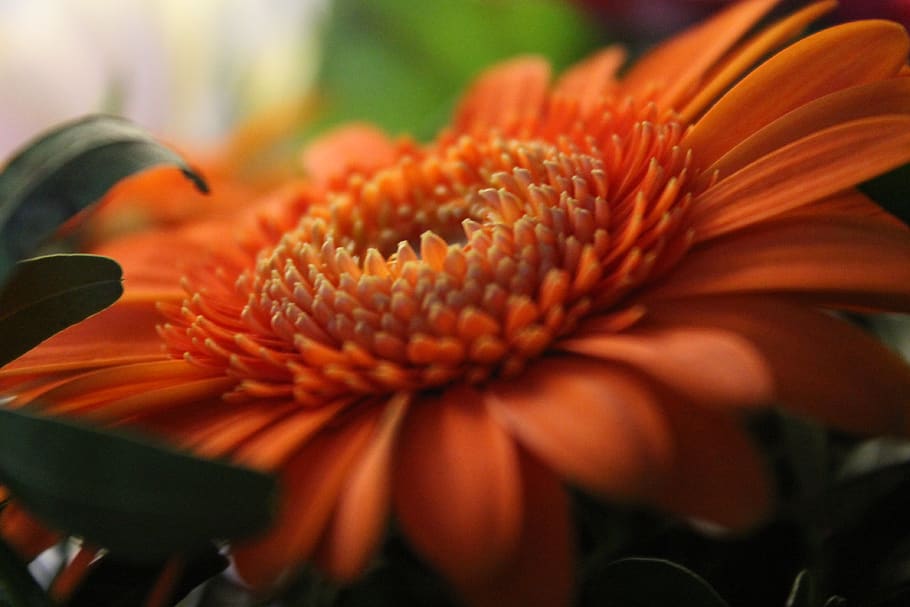flowering plant, freshness, close-up, petal, fragility, flower head HD wallpaper