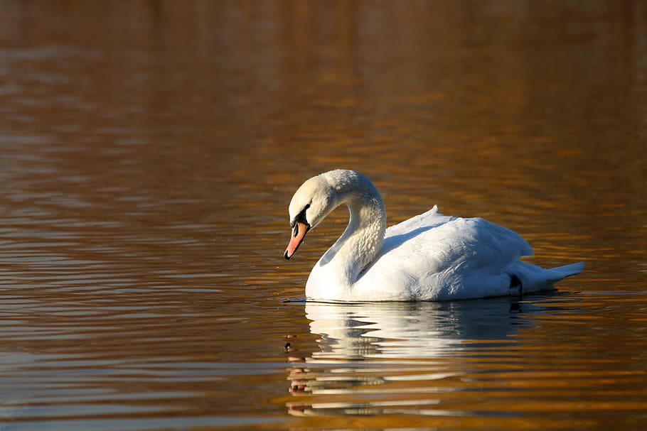 swan, bird, reflection, water, pond, surface, nature, elegant HD wallpaper