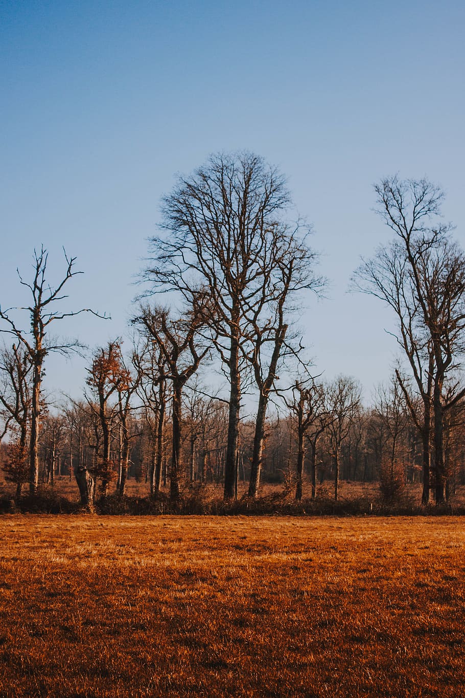 withered trees, plant, land, sky, tranquility, nature, landscape HD wallpaper