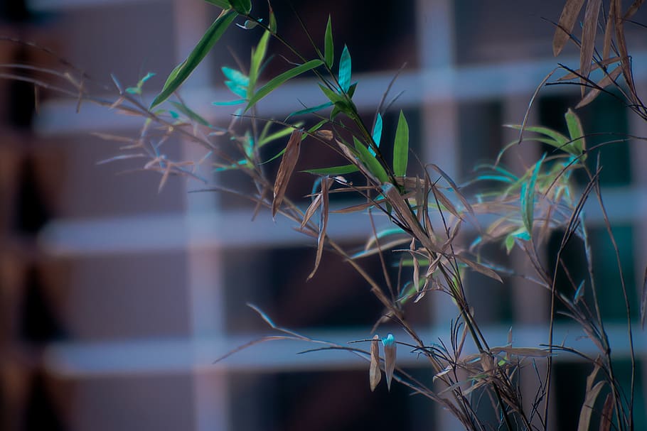 plant, growth, close-up, focus on foreground, no people, selective focus HD wallpaper