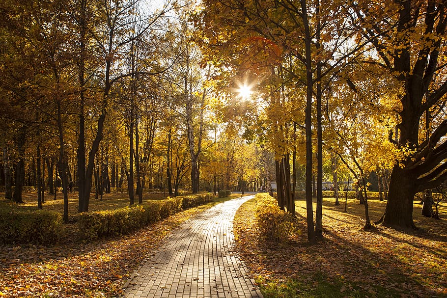 autumn, light, sun, color, bright, forest, park, trees, leaves HD wallpaper