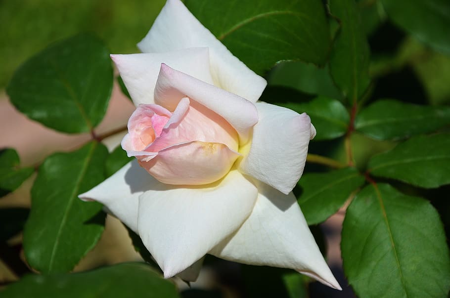 white, rose, flower, spring, summer, floral, leaf, nature, green HD wallpaper
