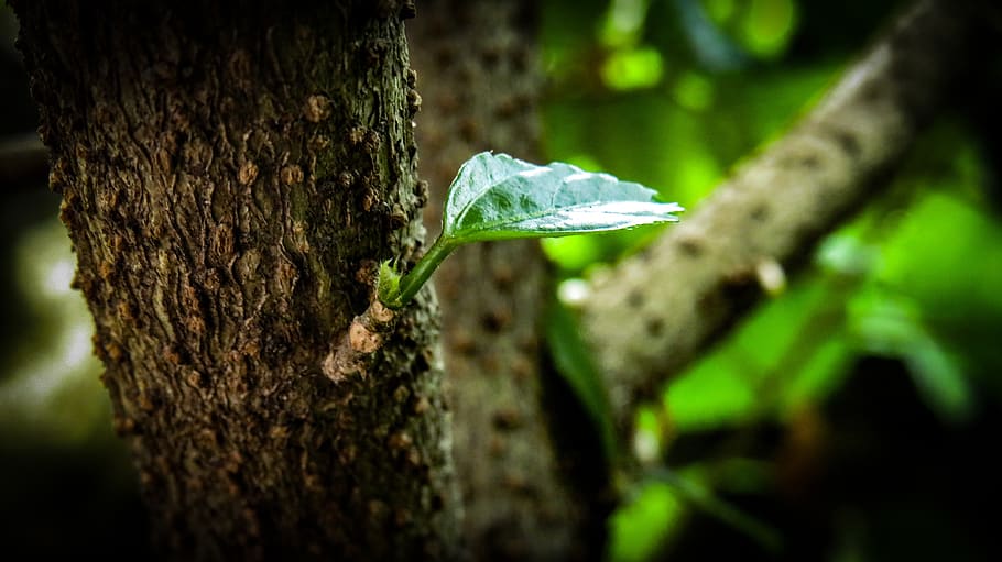 leaf, green, garden, greenery, trunk, tree trunk, plant, close-up HD wallpaper