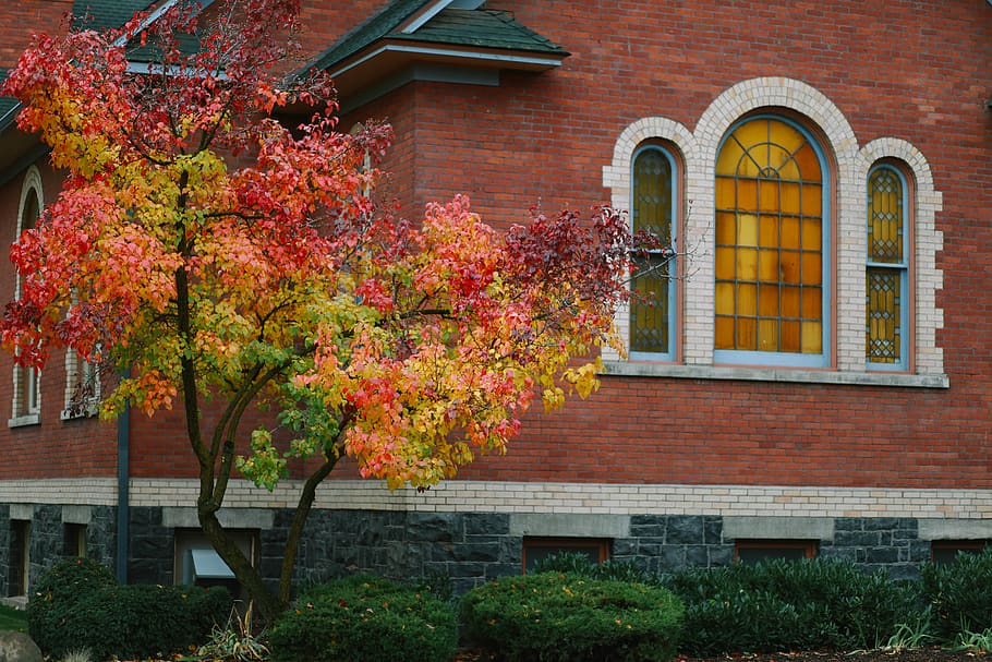 fall, tree, autumn, colors, red, school, church, university, HD wallpaper