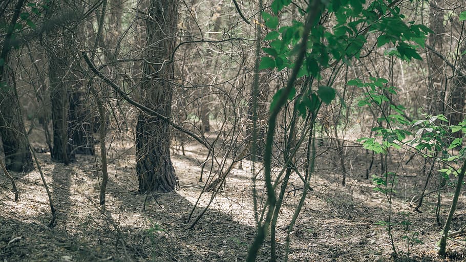 forest, tree, land, plant, nature, no people, day, woodland HD wallpaper