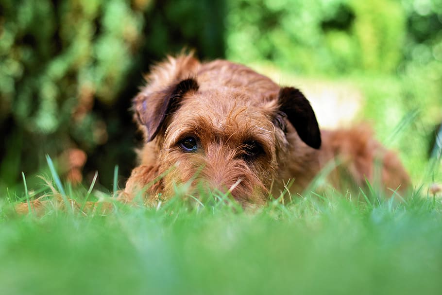 dog, irish terrier, garden, meadow, pet, animal, grass, favorite place, HD wallpaper