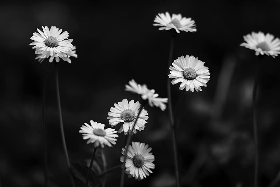 daisies, spring, nature, bloom, flora, beauty, close, bella HD wallpaper