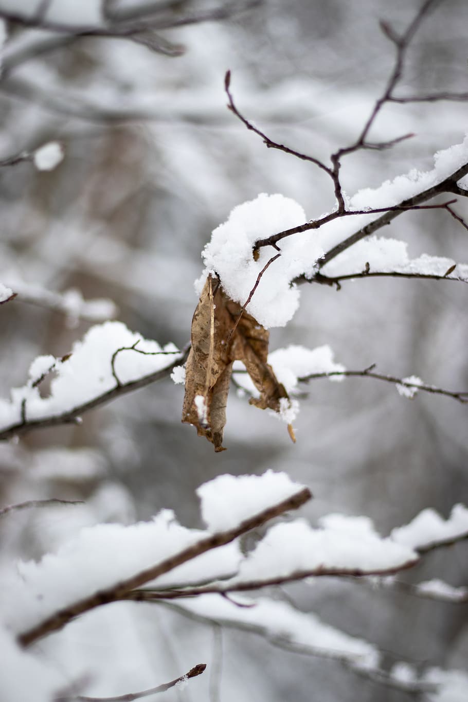 brown leaf covered by snow, nature, ice, outdoors, frost, winter HD wallpaper