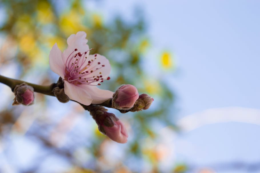 green, flower, nature, bloom, spring, plant, garden, colorful HD wallpaper