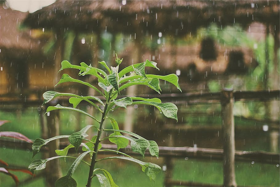 raining, rain drops, plants, leaves, wet, water, lake, growth HD wallpaper