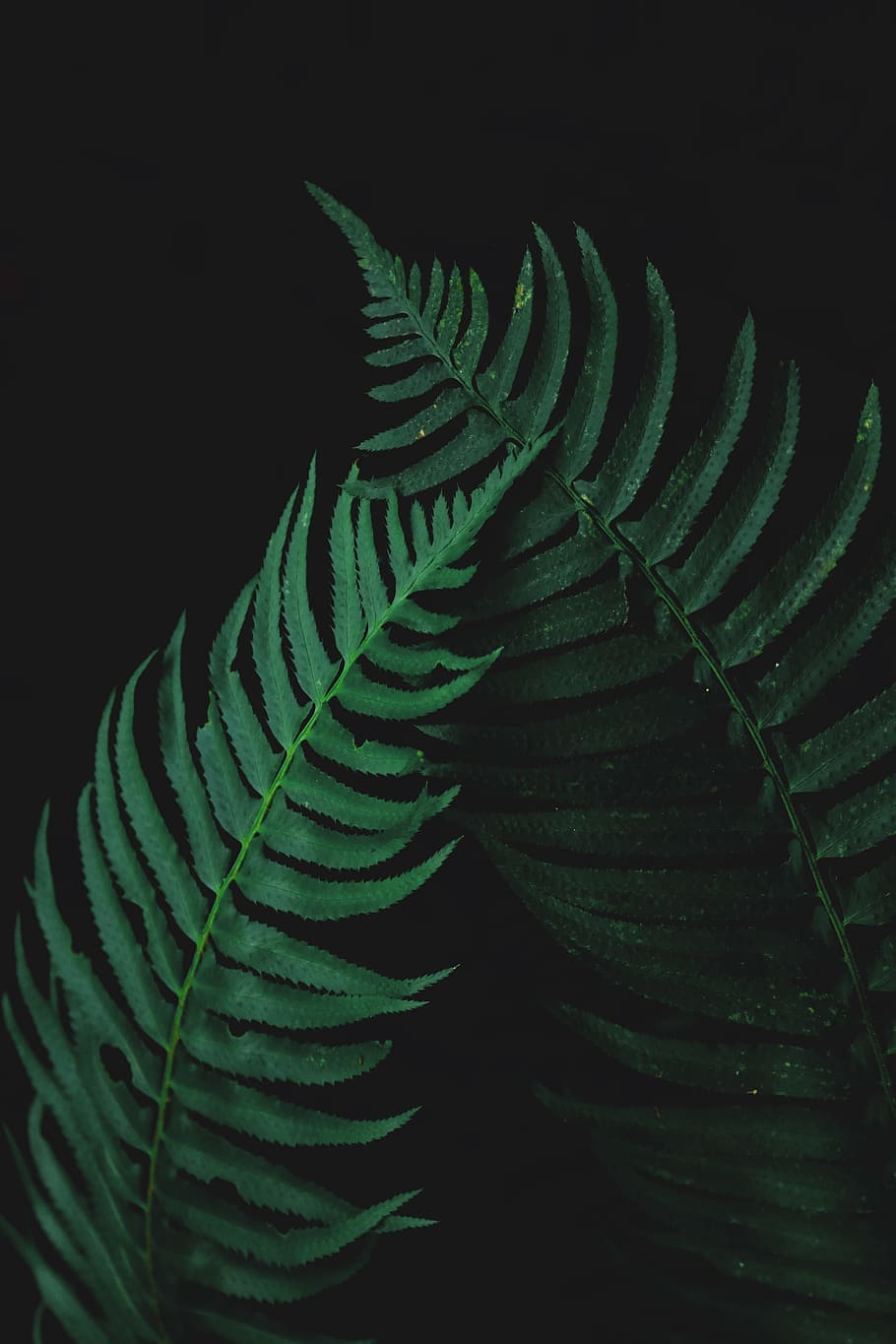 Photo of Two Fern Leaves, dark, frond, growth, lush, plant, green color