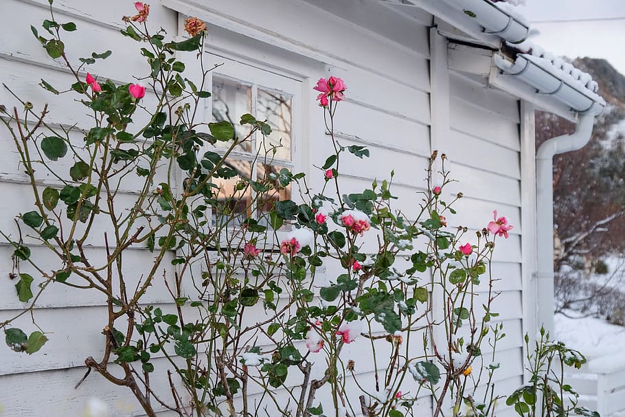 norway, grotle, house, window, snow, winter, rose, ice, white HD wallpaper