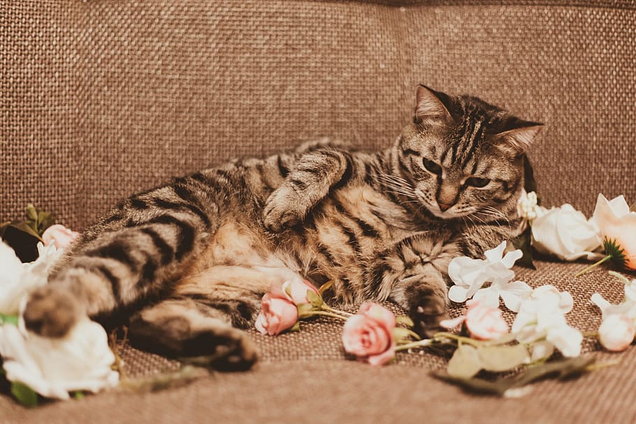 cat, love, pet, friendship, kitty, together, happy, happiness HD wallpaper