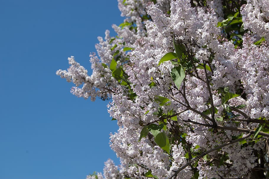 sky, lilac, tree, flowers, leaves, plant, flowering plant, growth HD wallpaper