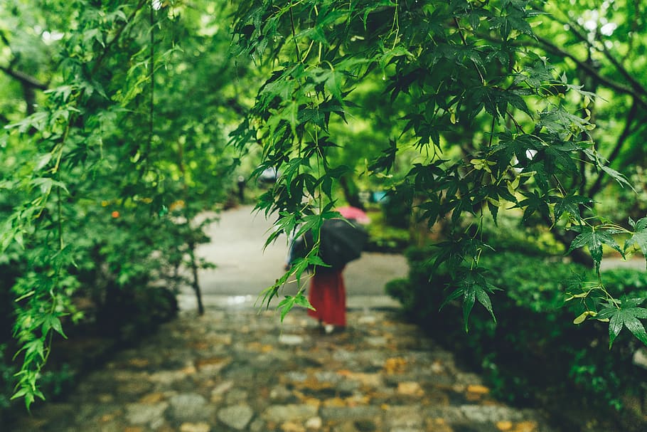 person holding umbrella while standing under tree, plant, green color HD wallpaper