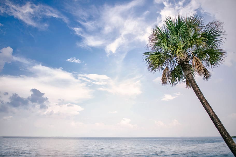 outdoor, cloud, tree, cloudscape, breeze, orange, colorful HD wallpaper