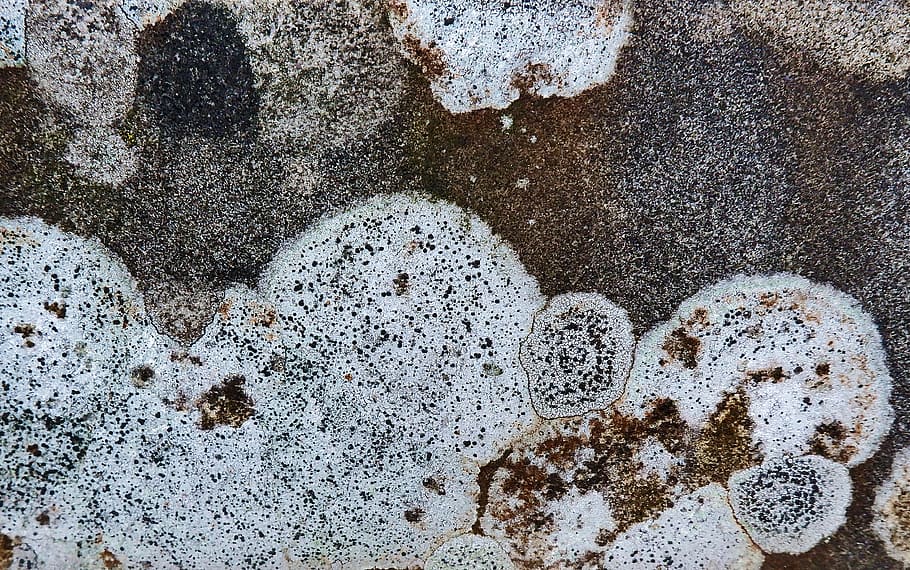 rug, mold, foam, texture, concrete, stain, food, rock, tar, HD wallpaper