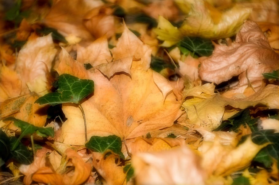leaves, foliage, fall, color, season, october, soil, carpet HD wallpaper