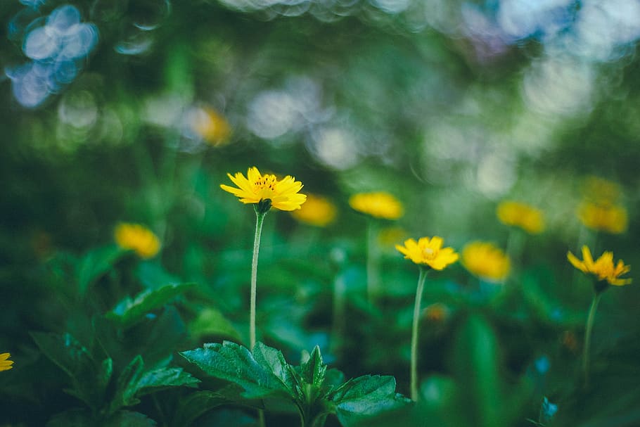 green, leaf, flowers, bloom, blossom, garden, farm, field, nature HD wallpaper